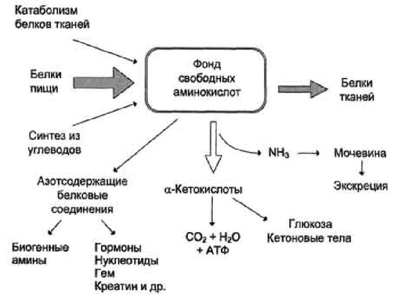 Обмен белков и аминокислот биохимия презентация