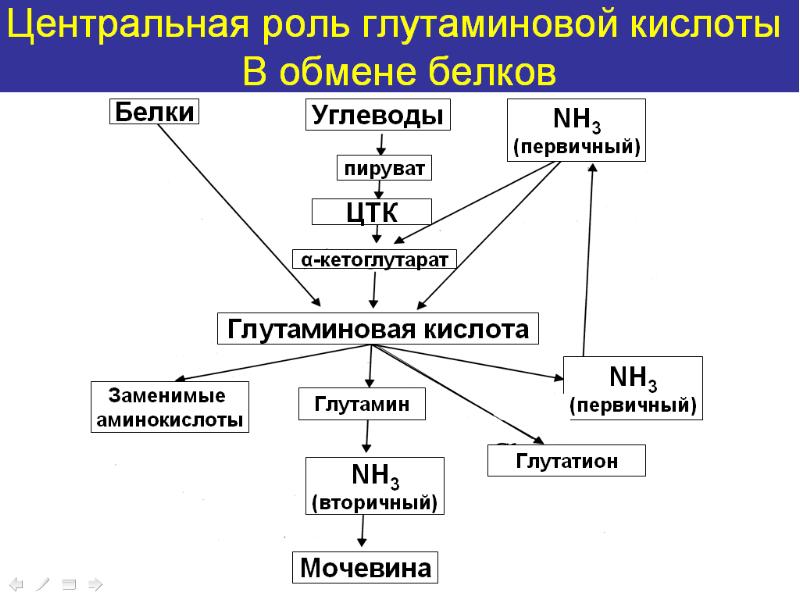 Обмен белков презентация