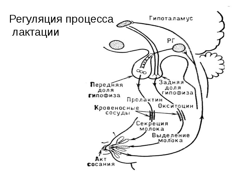 Регуляция у животных. Регуляция молокообразования у животных. Схема регуляции молокоотдачи. Регуляция образования молока. Схема регуляции лактации.