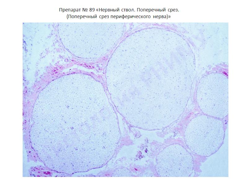 Нервная система гистология презентация