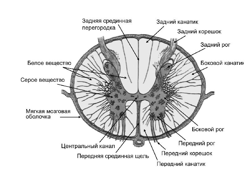 Нервная система гистология презентация