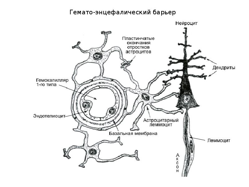 Нервная система гистология презентация