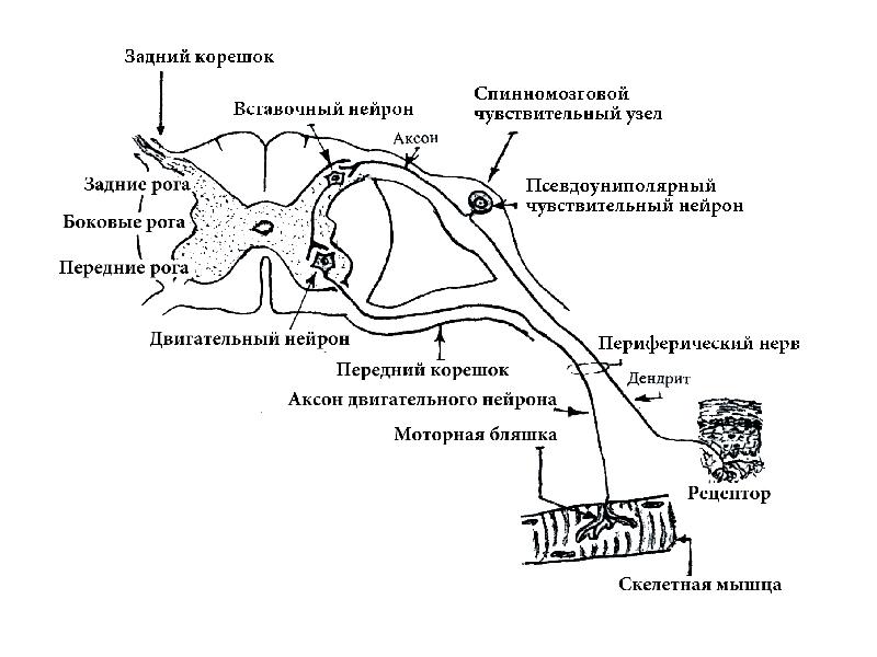 Презентация по гистологии нервная система