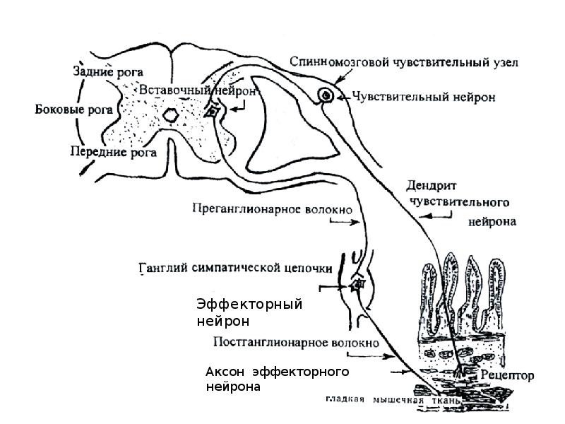 Рефлекторная дуга схема гистология