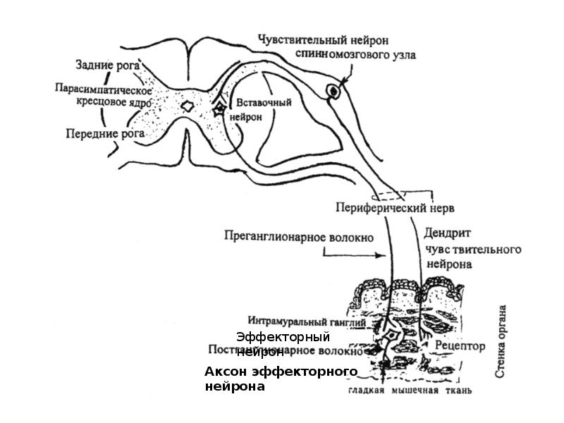 Рефлекторная дуга схема гистология