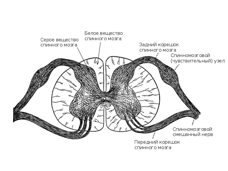 Нервная система гистология презентация