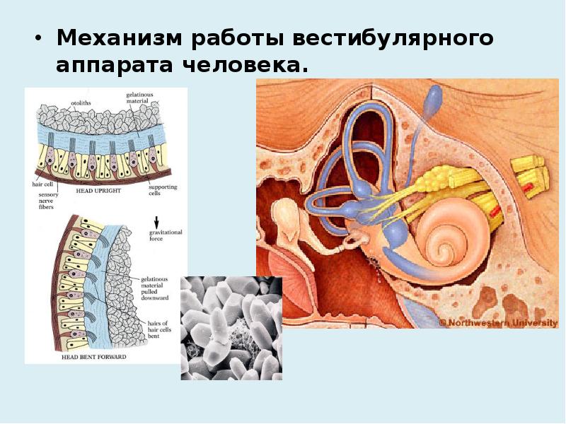 Механизм работы вестибулярного аппарата человека.
Механизм работы вестибулярного аппарата человека. Механизм работы вестибулярного аппарата человека.
Механизм работы вестибулярного аппарата человека.