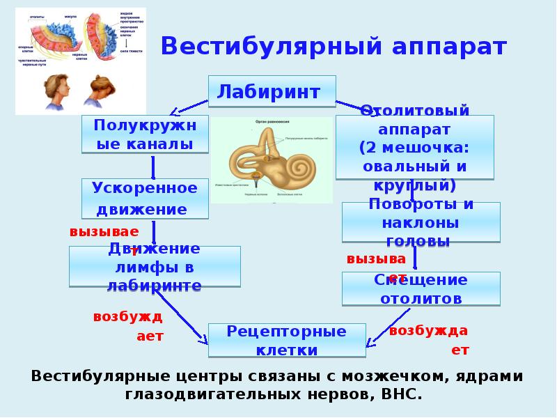 Вестибулярный аппарат Вестибулярный аппарат
