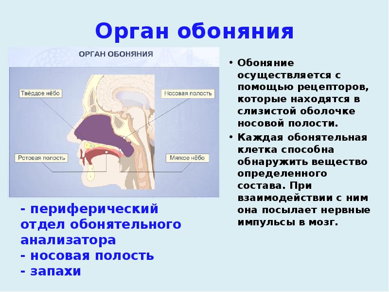Орган обоняния
Обоняние осуществляется с помощью рецепторов, которые находятся в слизистой Орган обоняния
Обоняние осуществляется с помощью рецепторов, которые находятся в слизистой