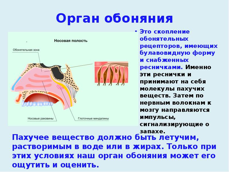 Орган обоняния
Это скопление обонятельных рецепторов, имеющих булавовидную форму и снабженных Орган обоняния
Это скопление обонятельных рецепторов, имеющих булавовидную форму и снабженных