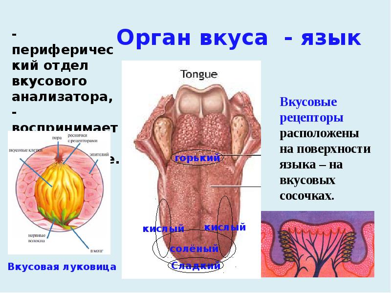 Орган вкуса - язык Орган вкуса - язык