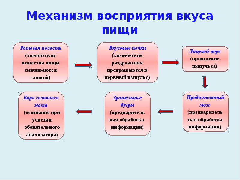 Механизм восприятия вкуса пищи Механизм восприятия вкуса пищи