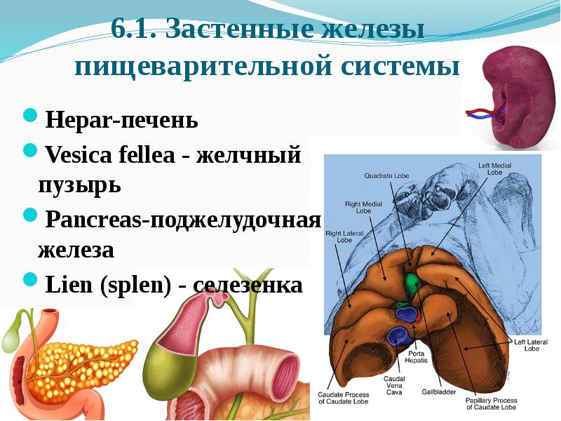 Влияние пищеварительных желез. Пищеварительные железы. Пищеварительные железы презентация. Пищеварительные железы органы и их части.
