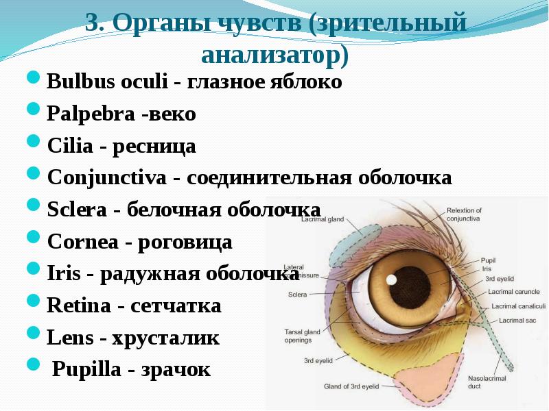 Зрительный анализатор глазное яблоко. Строение зрительного анализатора. Глазное яблоко (Bulbus Oculi).. Тест 24 органы чувств зрительный анализатор