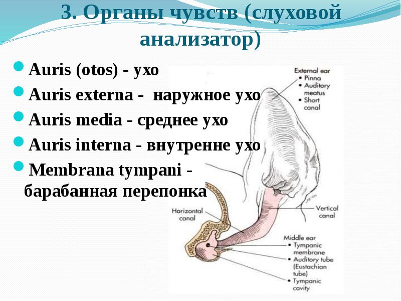 Структура строение функции слухового анализатора. К среднему уху (auris media) относятся:. Органы чувств слуховой анализатор. Слуховой анализатор среднее и внутреннее ухо. Слуховой анализатор 8 класс биология.