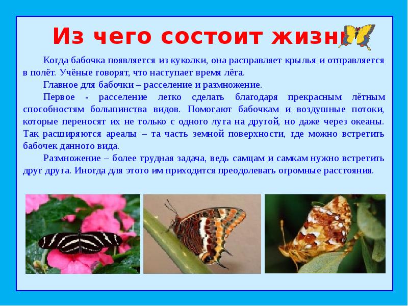 Бабочка составить слова. Сообщение о бабочке. Доклад про бабочку. Сообщение на тему насекомые бабочка. Краткая информация о бабочке.