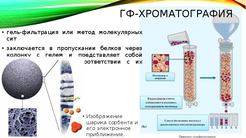 Вид тяжелой дистрофии на фоне недостатка белков в пищевом рационе