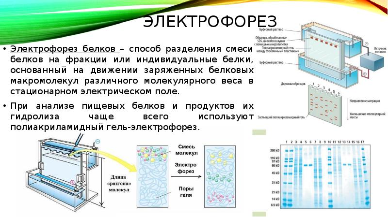 Белков фракция электрофорез