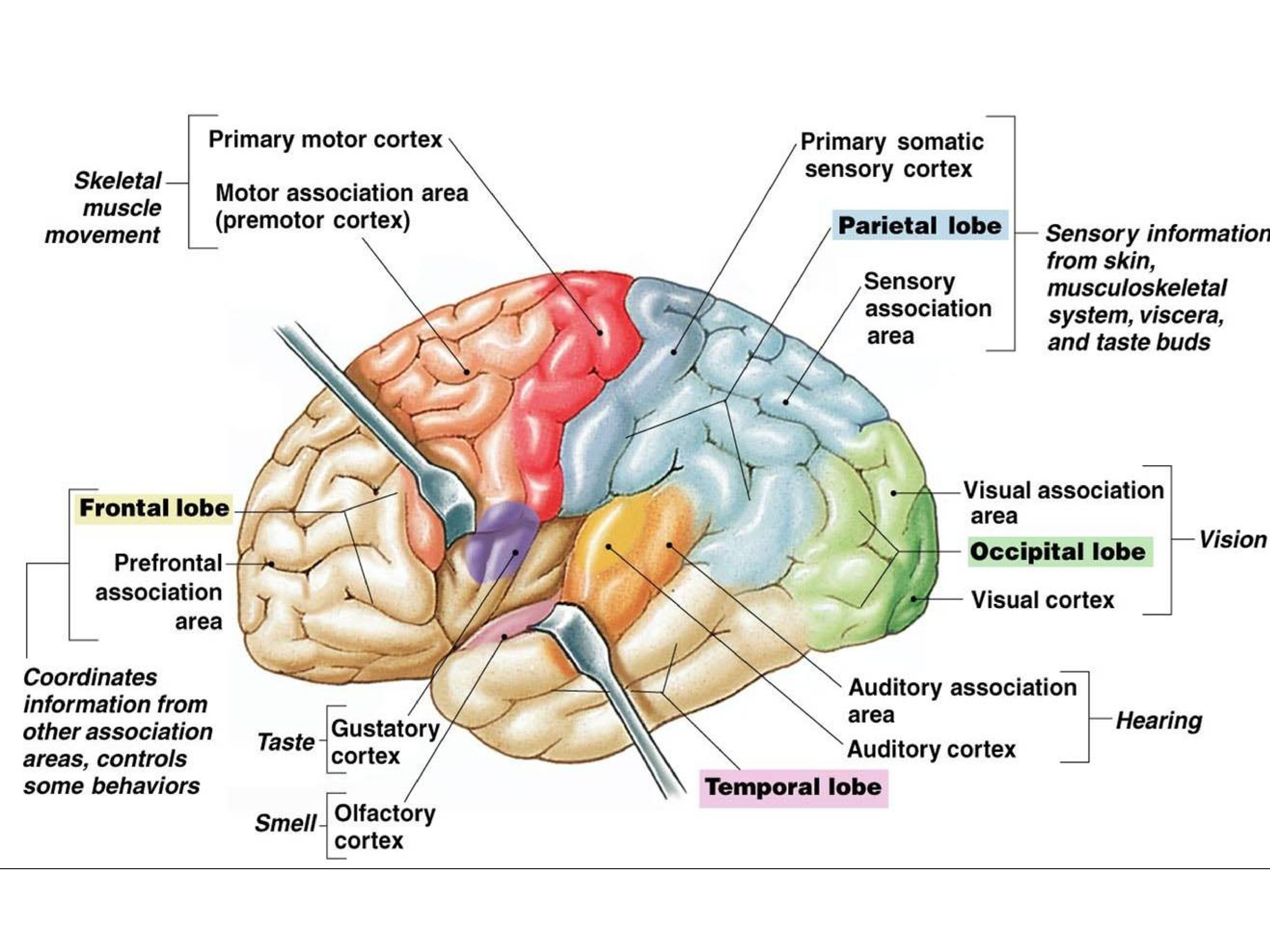 Кортекс это. Проекционные зоны коры головного мозга. Gustatory Cortex. Проекционные зоны коры головного мозга таблица. Кортекс головной мозг.