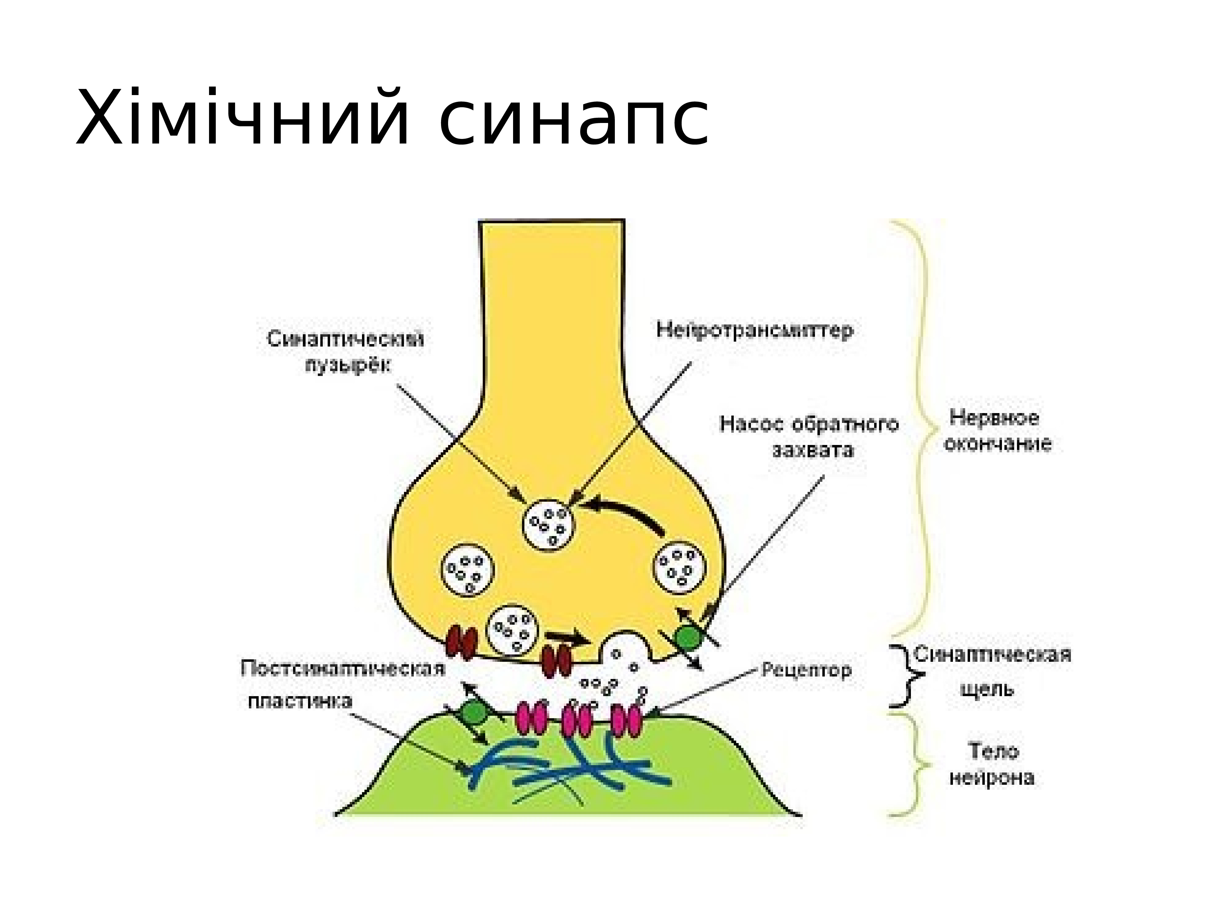 Передача нервных. Передача импульсов в синапсе схема. Механизм синаптической передачи нервного импульса через синапс. Схема передачи нервного импульса. Строение химического синапса.