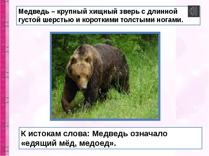 Окончание слова медведь. Слово медведь. Происхождение слова медведь. Этимология слова медведь. Словарное слово медведь.