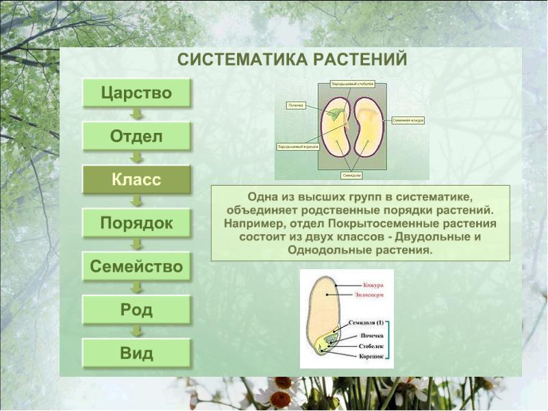 Проект по биологии 11 класс презентация