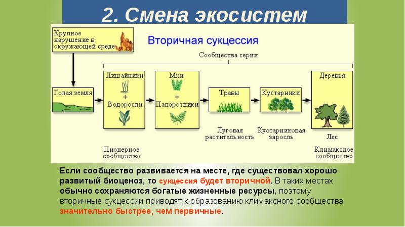 Экосистема устойчивость и динамика 11 класс презентация