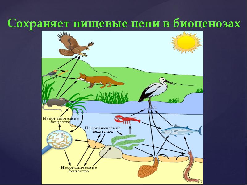 Нарисуй схему круговорота веществ в сообществе водоема