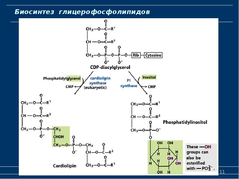 Липиды биохимия лекция презентация