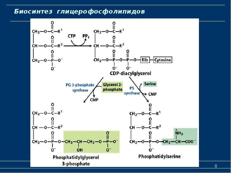 Схема образования фосфолипидов