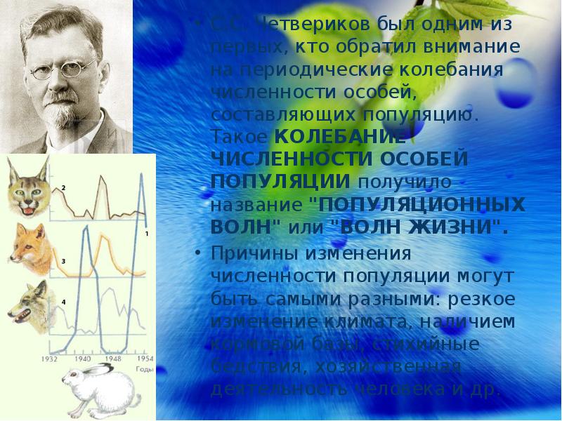 Периодические колебания численности особей. Популяционные волны. Причины колебания численности популяций. Волны жизни Четвериков. Популяционные волны примеры.