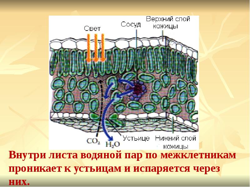 Какой цифрой на рисунке обозначена часть листа через которую внутрь листа проникают пары воды