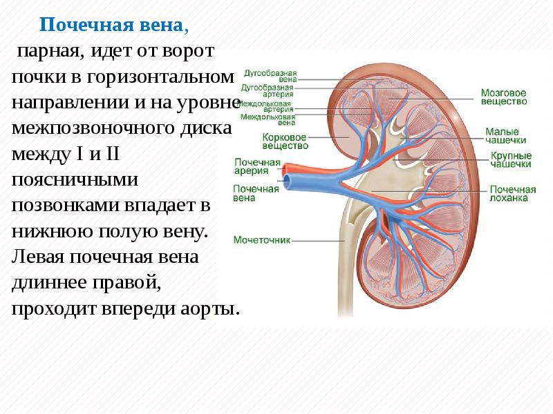 Почечная артерия на рисунке