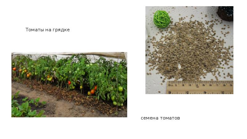 Семена овощных культур ростовская область