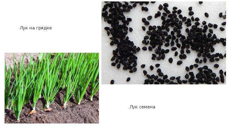 Семена овощных культур ростовская область