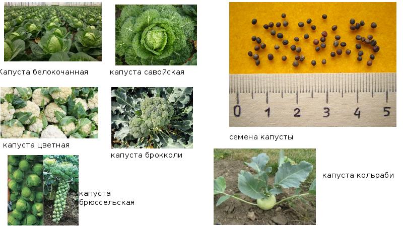 Семена овощных культур в санкт петербурге