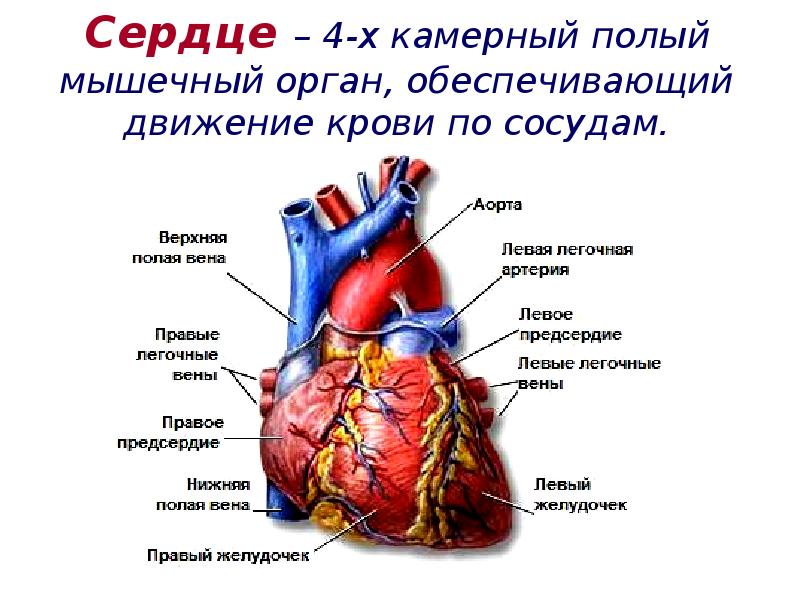 Сердечно сосудистая система презентация 8 класс