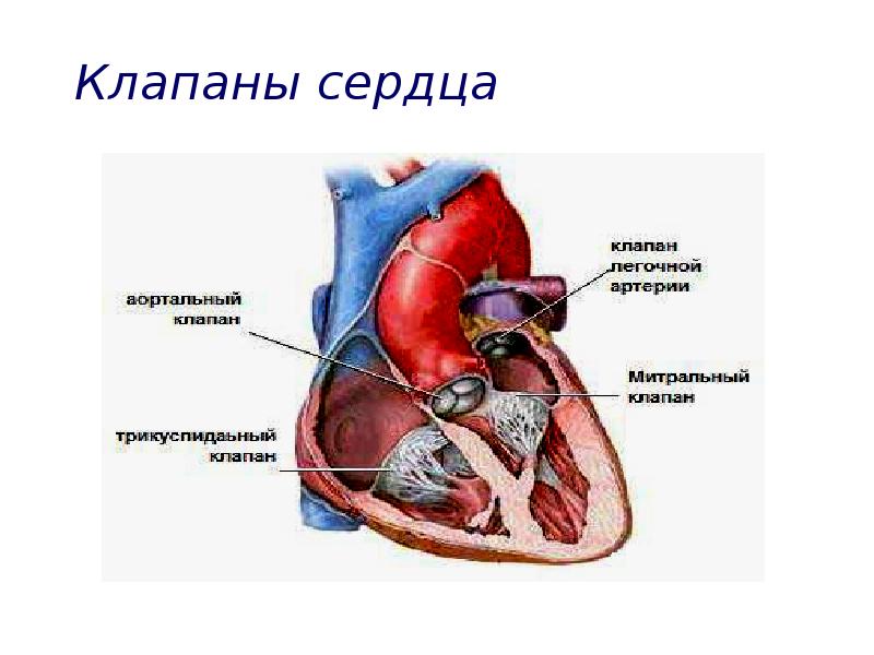 Сердце и клапаны схема