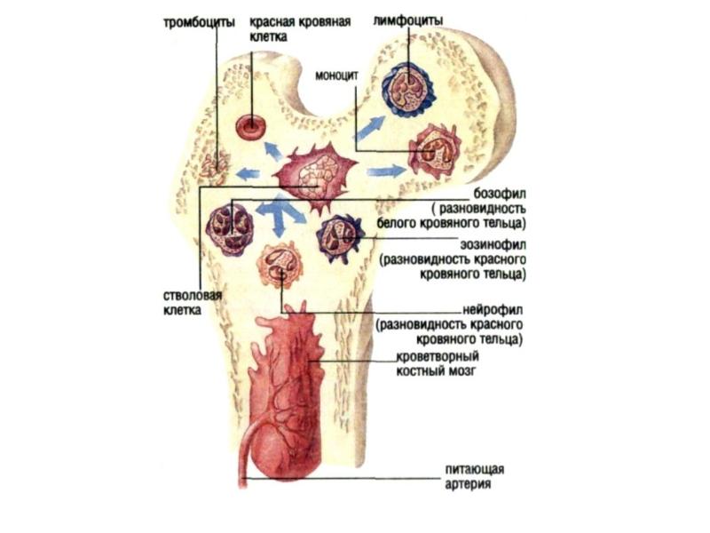 Костный мозг картинки