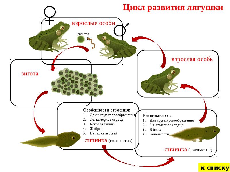 Размножение и развитие лягушки схема