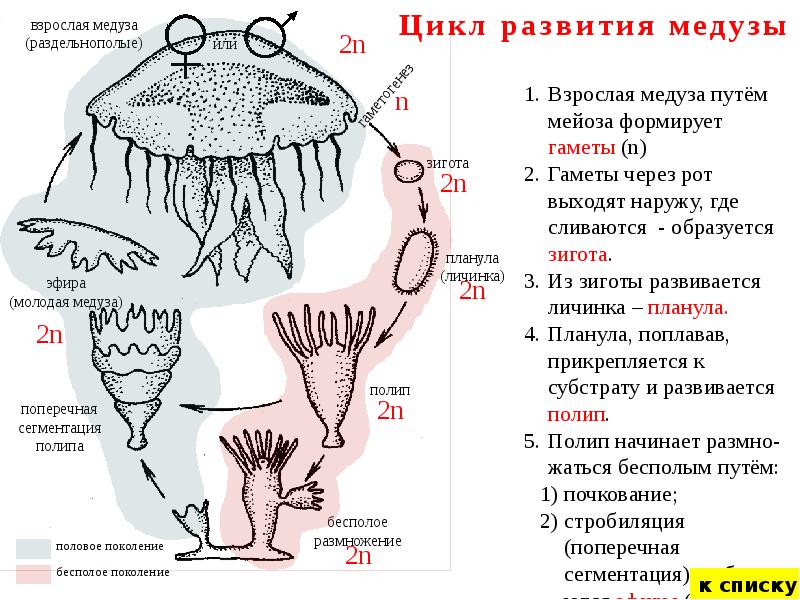 Цикл развития медузы рисунок с подписями