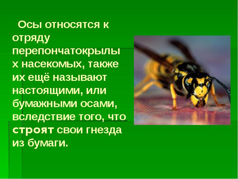 Обж 6 класс укусы насекомых и защита от них презентация