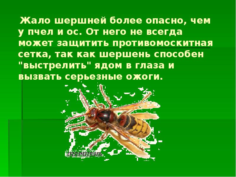 Обж 6 класс укусы насекомых и защита от них презентация