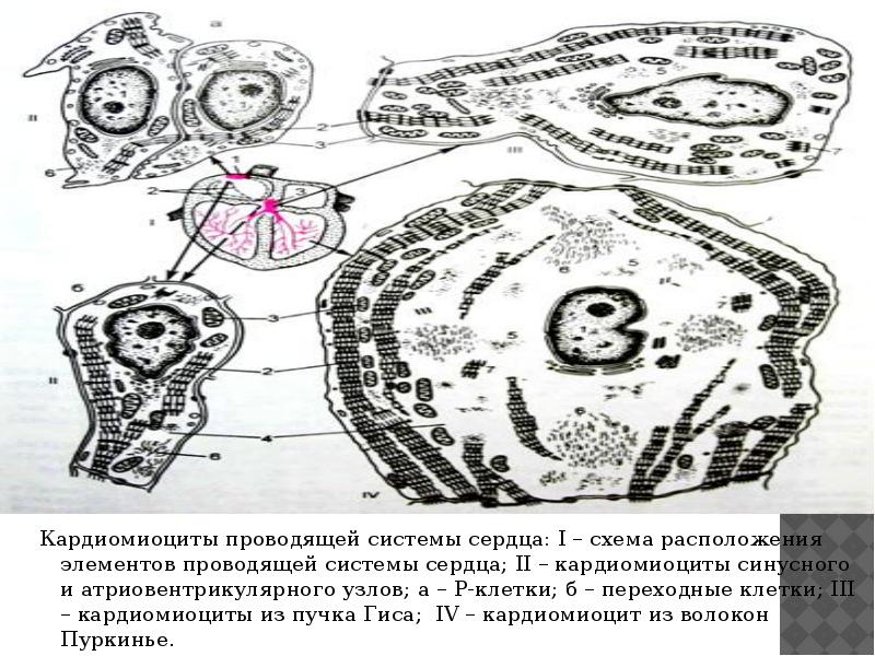 Кардиомиоциты проводящей системы сердца: I – схема расположения элементов проводящей системы Кардиомиоциты проводящей системы сердца: I – схема расположения элементов проводящей системы