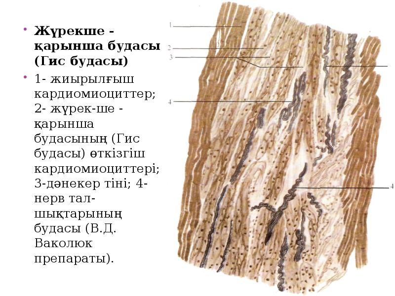 Жүрекше - қарынша будасы (Гис будасы)
Жүрекше - қарынша будасы (Гис Жүрекше - қарынша будасы (Гис будасы)
Жүрекше - қарынша будасы (Гис