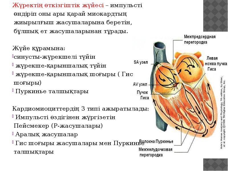 Жүректің өткізгіштік жүйесі – импульсті өндіріп оны ары қарай миокардтың жиырылғыш Жүректің өткізгіштік жүйесі – импульсті өндіріп оны ары қарай миокардтың жиырылғыш