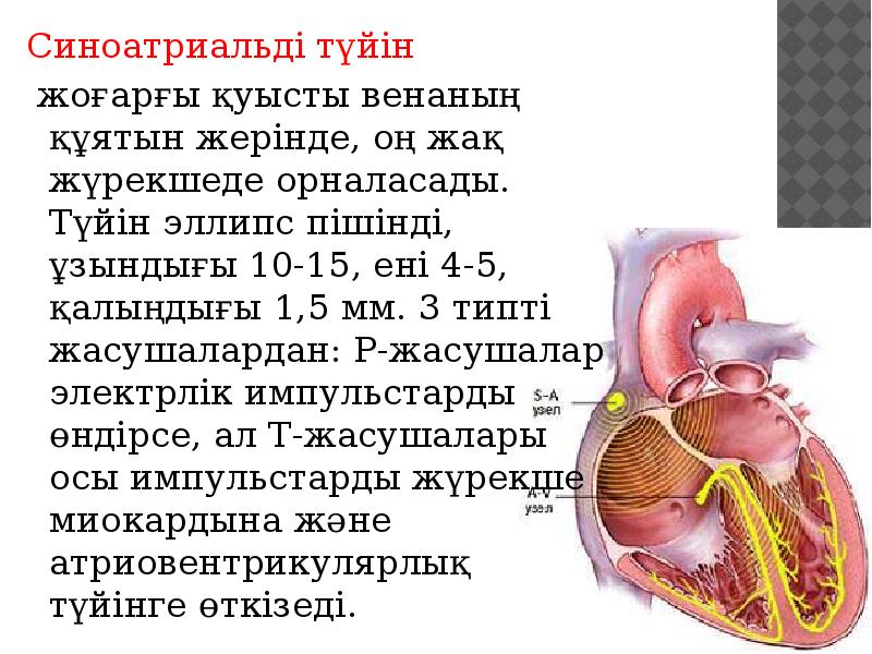 Синоатриальді түйін
Синоатриальді түйін
жоғарғы қуысты венаның құятын жерінде, оң Синоатриальді түйін
Синоатриальді түйін
жоғарғы қуысты венаның құятын жерінде, оң