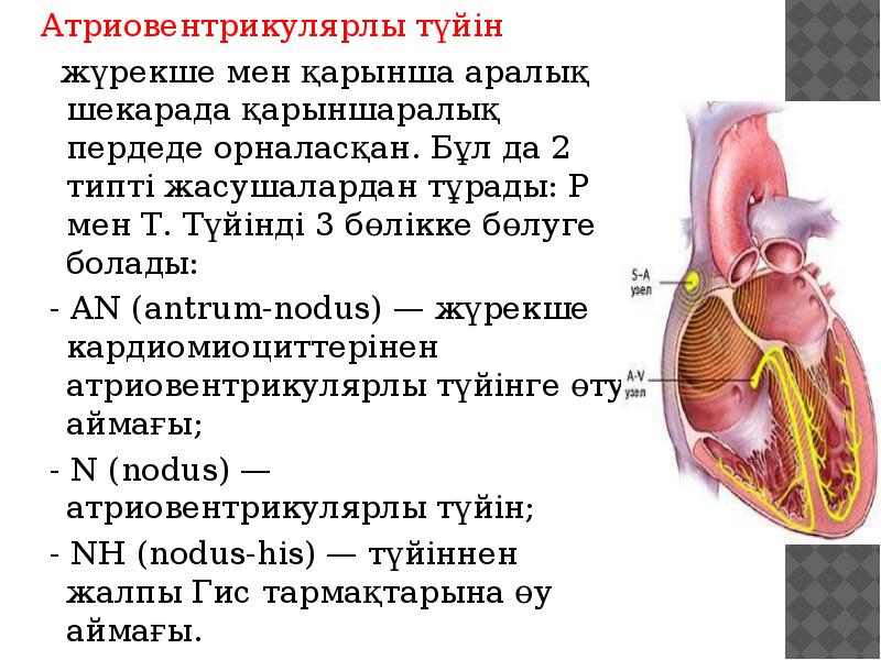 Атриовентрикулярлы түйін
Атриовентрикулярлы түйін
жүрекше мен қарынша аралық Атриовентрикулярлы түйін
Атриовентрикулярлы түйін
жүрекше мен қарынша аралық