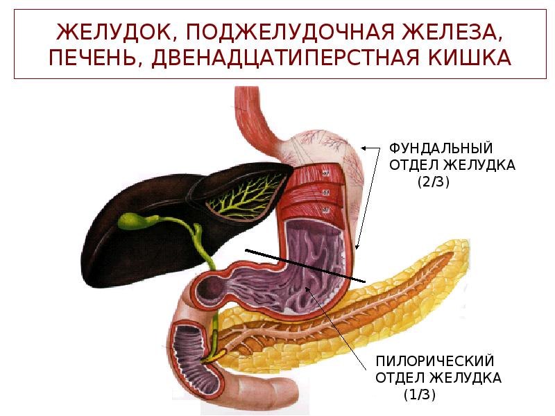 Печень и поджелудочная железа закладываются в стенки