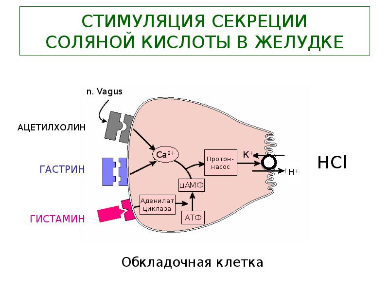 механизм секреции соляной кислоты в желудке. принципы регуляции секреции соляной кислоты. механизм образования и секреции соляной кислоты. механизм образования соляной кислоты. механизм секреции соляной кислоты биохимия.